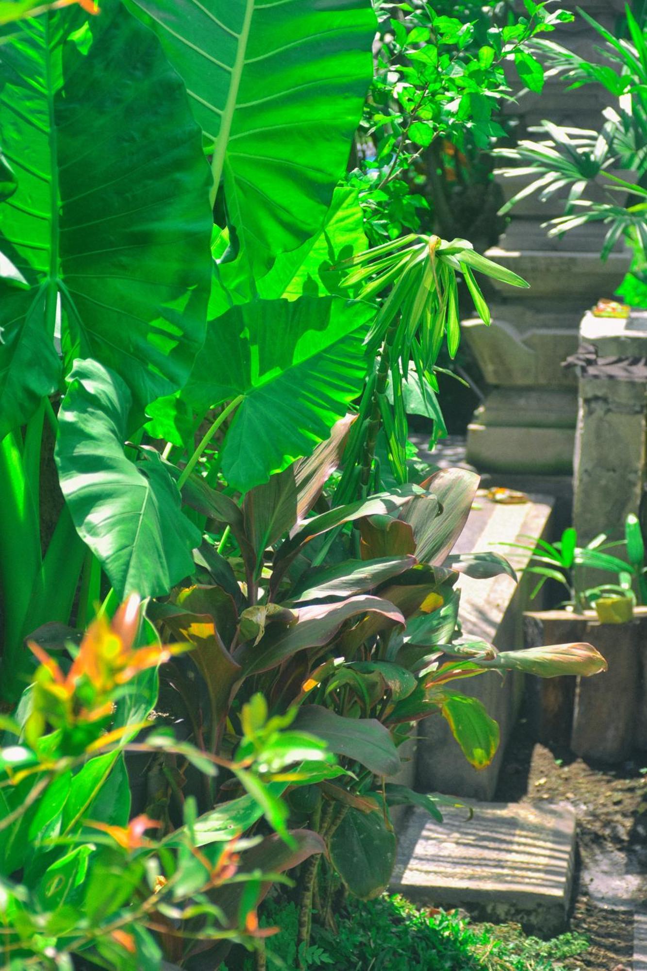 Ume Sita Villa And Homestay Убуд Экстерьер фото